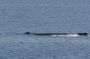 Baja05 - 303 * Fin whales again